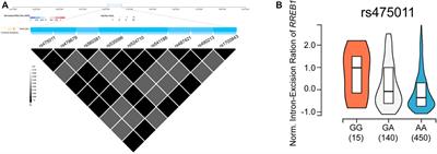 Regulatory SNP of RREB1 is Associated With Bone Mineral Density in Chinese Postmenopausal Osteoporosis Patients